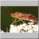 Pantilius tunicatus - Weichwanze 10mm 01c.jpg